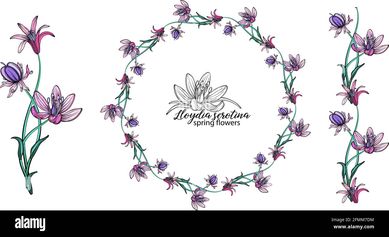 set of pink flowers. Wreath. Bouquet. Spring flowers Stock Vector Image ...