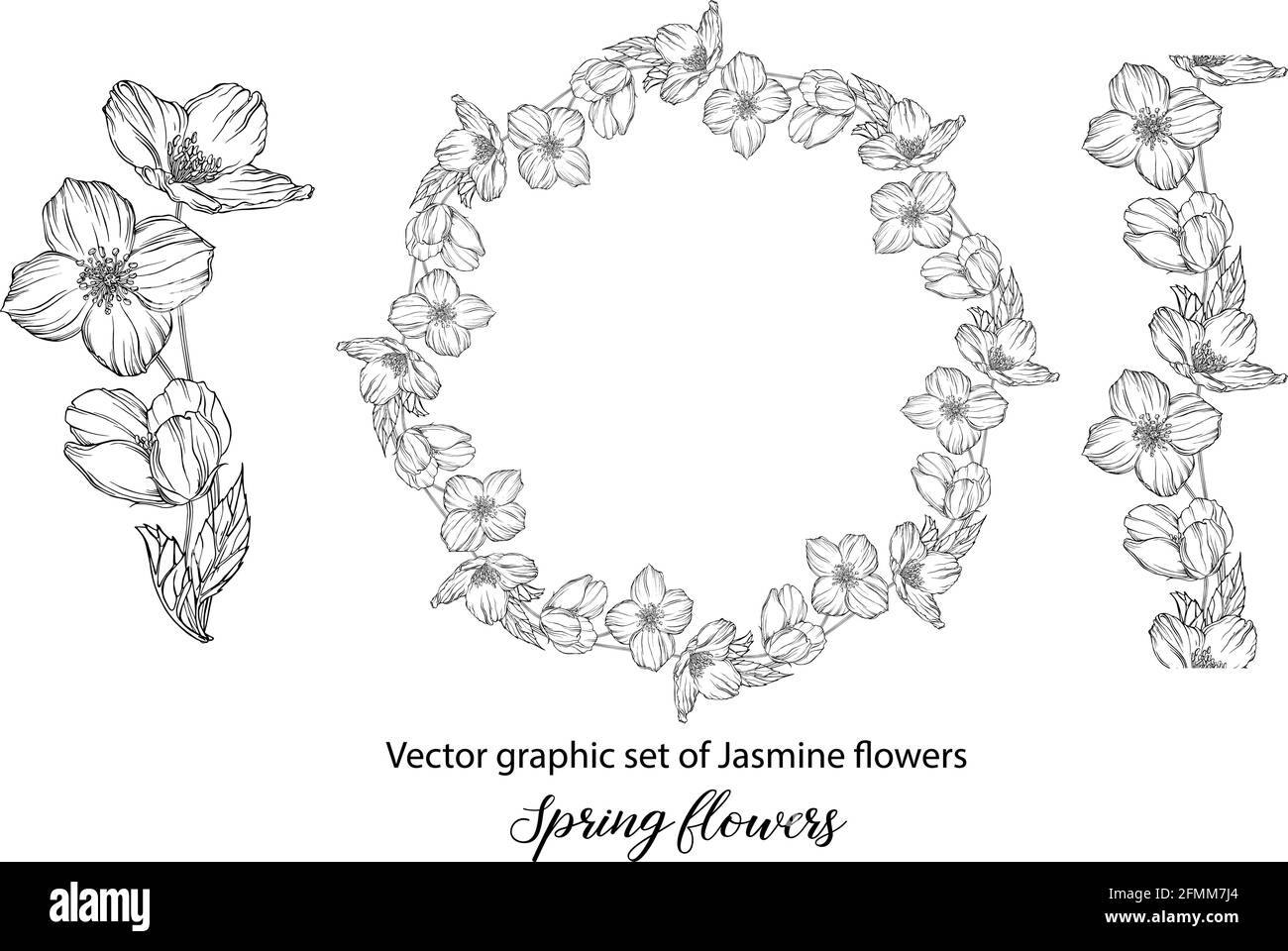 A set of graphic flower compositions with Jasmine flowers. Jasmine