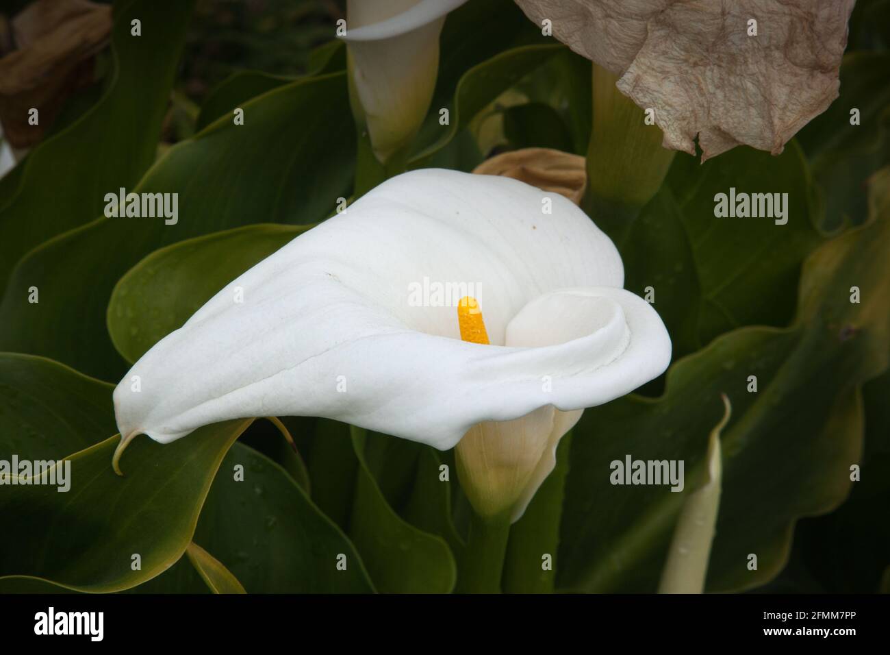 Calla