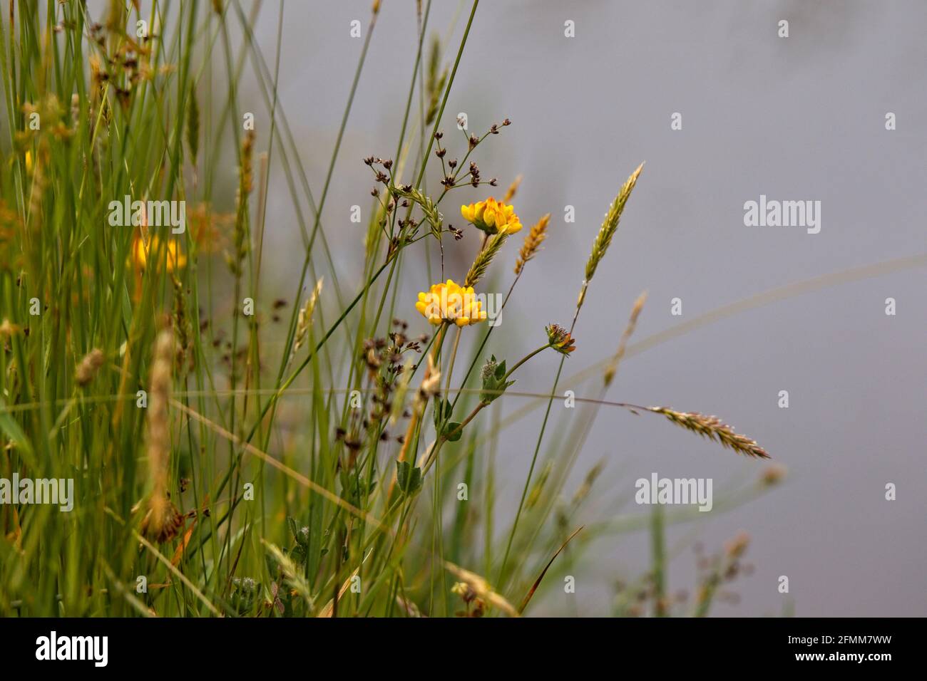 Summer grasses growing beside a pond with sky reflections in the water in the background. Stock Photo