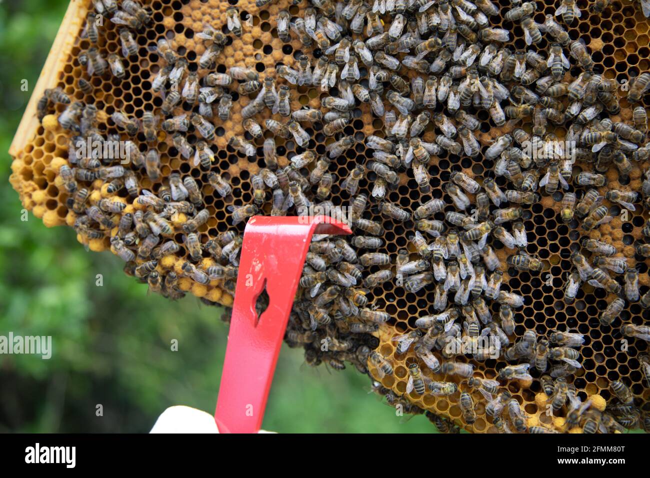 A beekeeper inspecting brood frames in a British National Standard hive