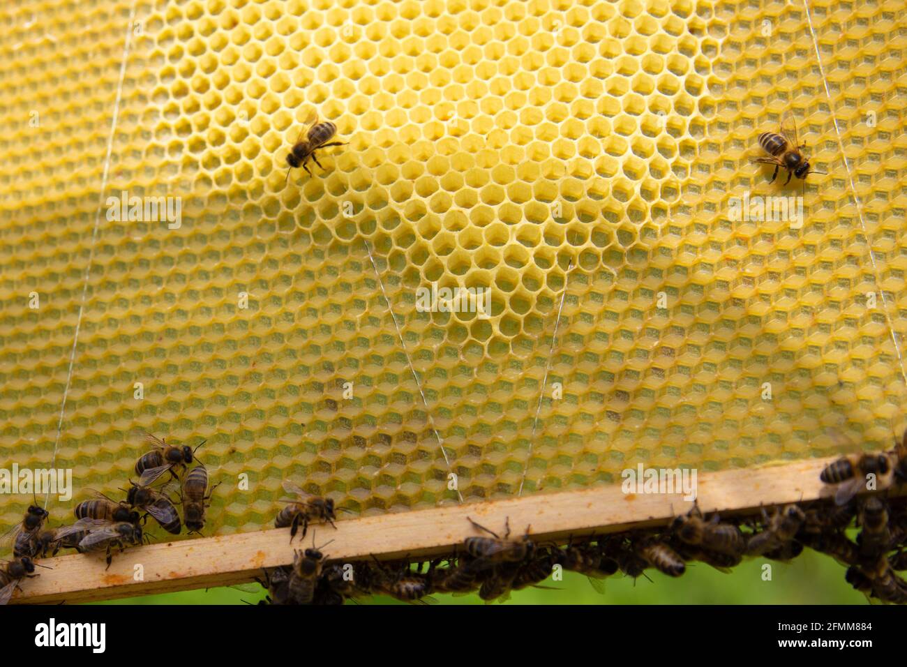 Brood frame with worker bees drawing new beeswax honeycomb Stock Photo