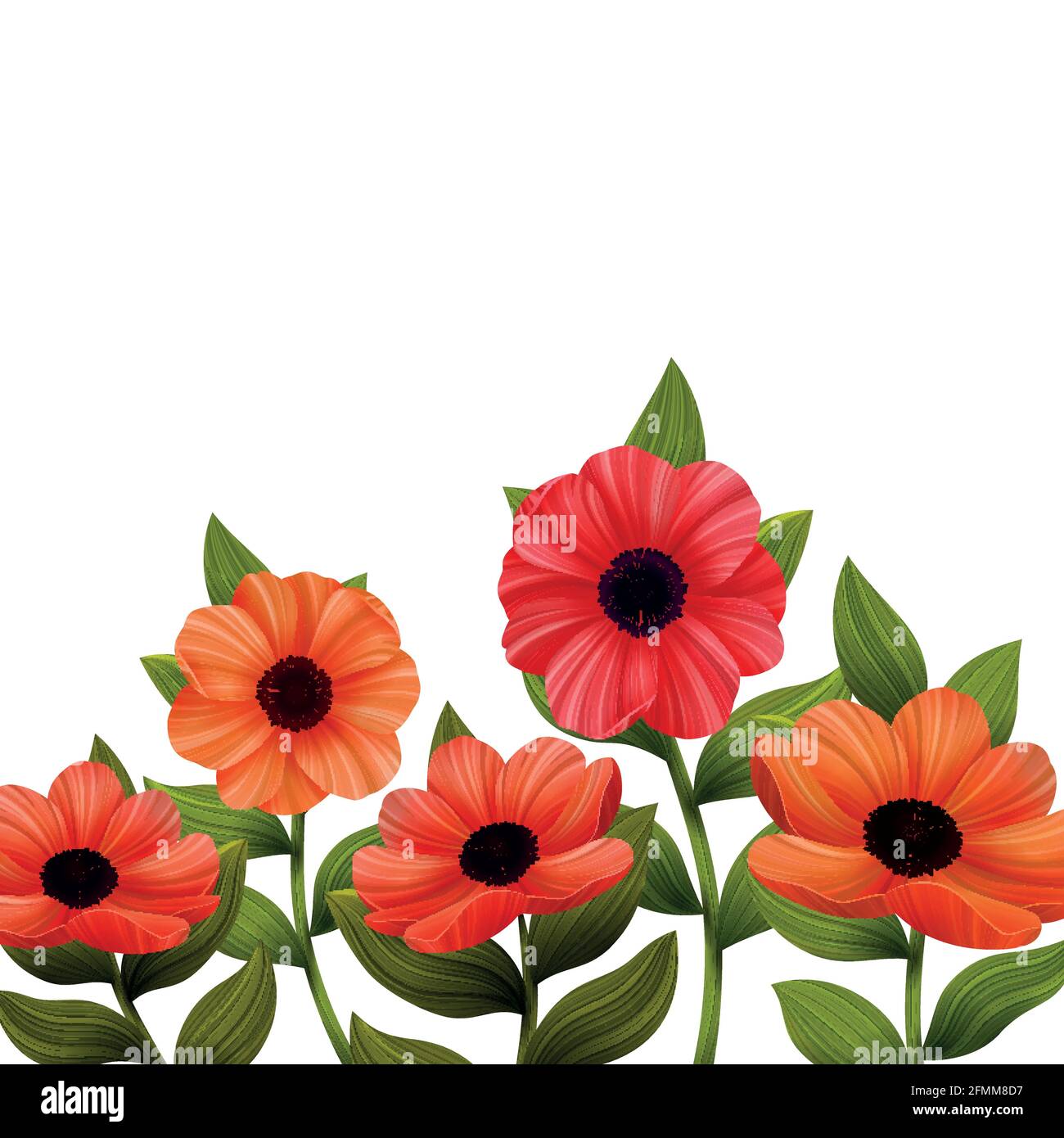 Flowers. Red poppies on white background. Vector illustration Stock ...