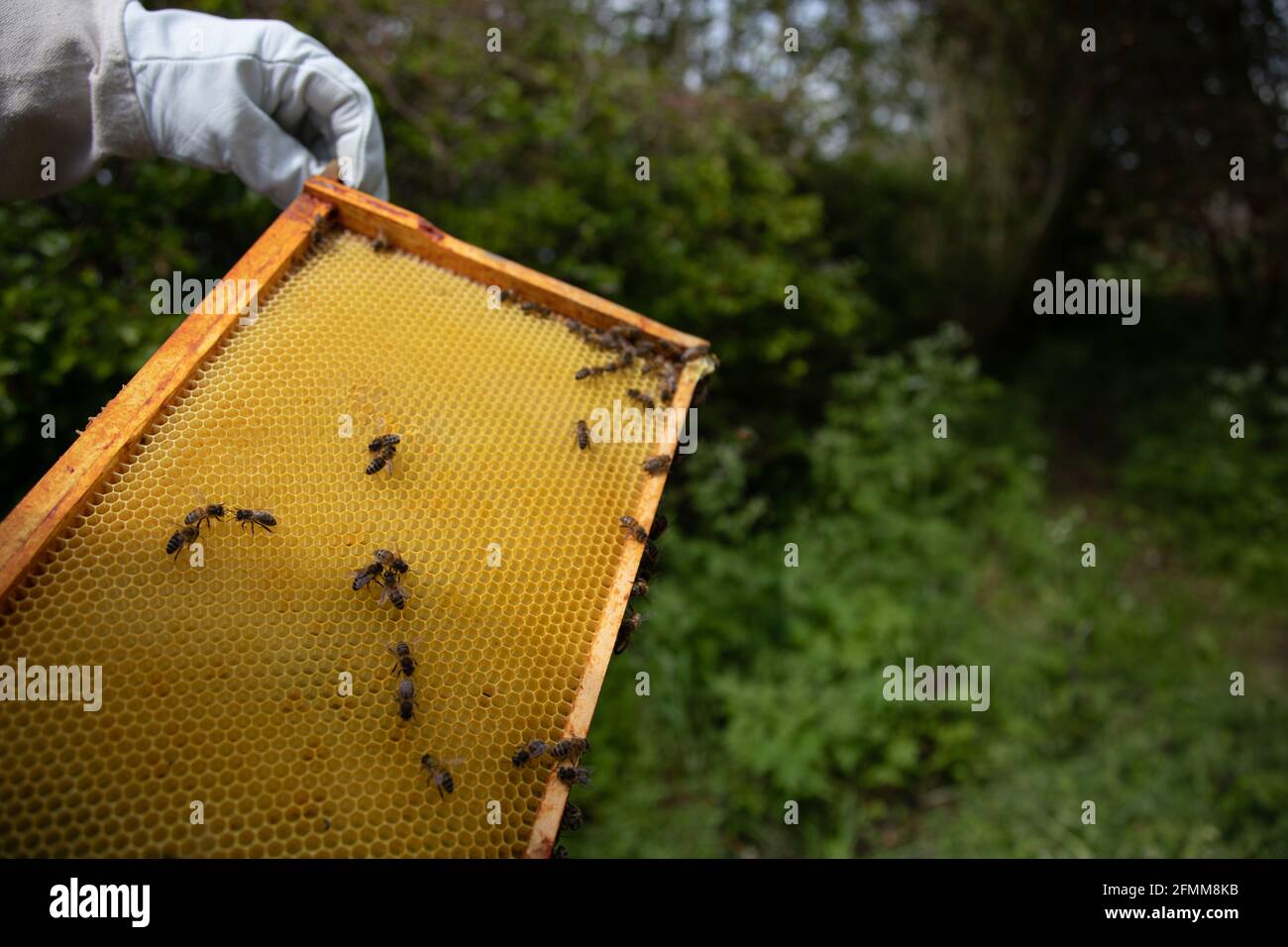 Brood frame with new drawn comb and worker bees Stock Photo