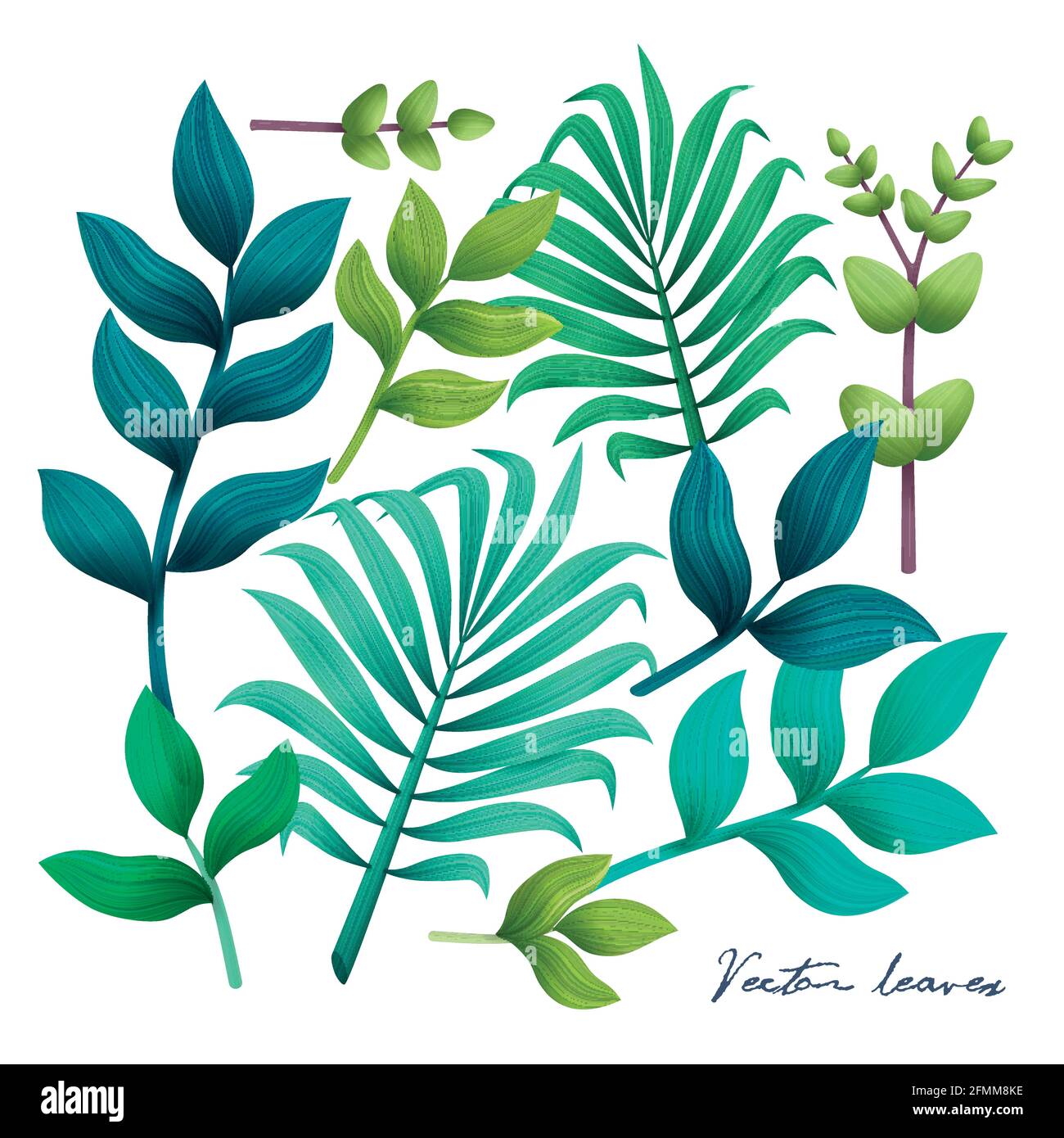 Tropical leaves set. Elements on the white background. Vector ...