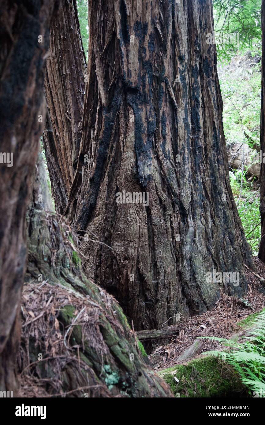Coastal Redwood Tree Stock Photo Alamy