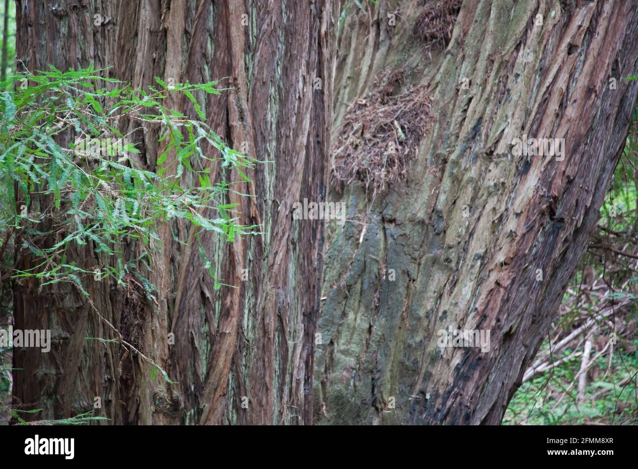 Coastal Redwood Tree Stock Photo Alamy