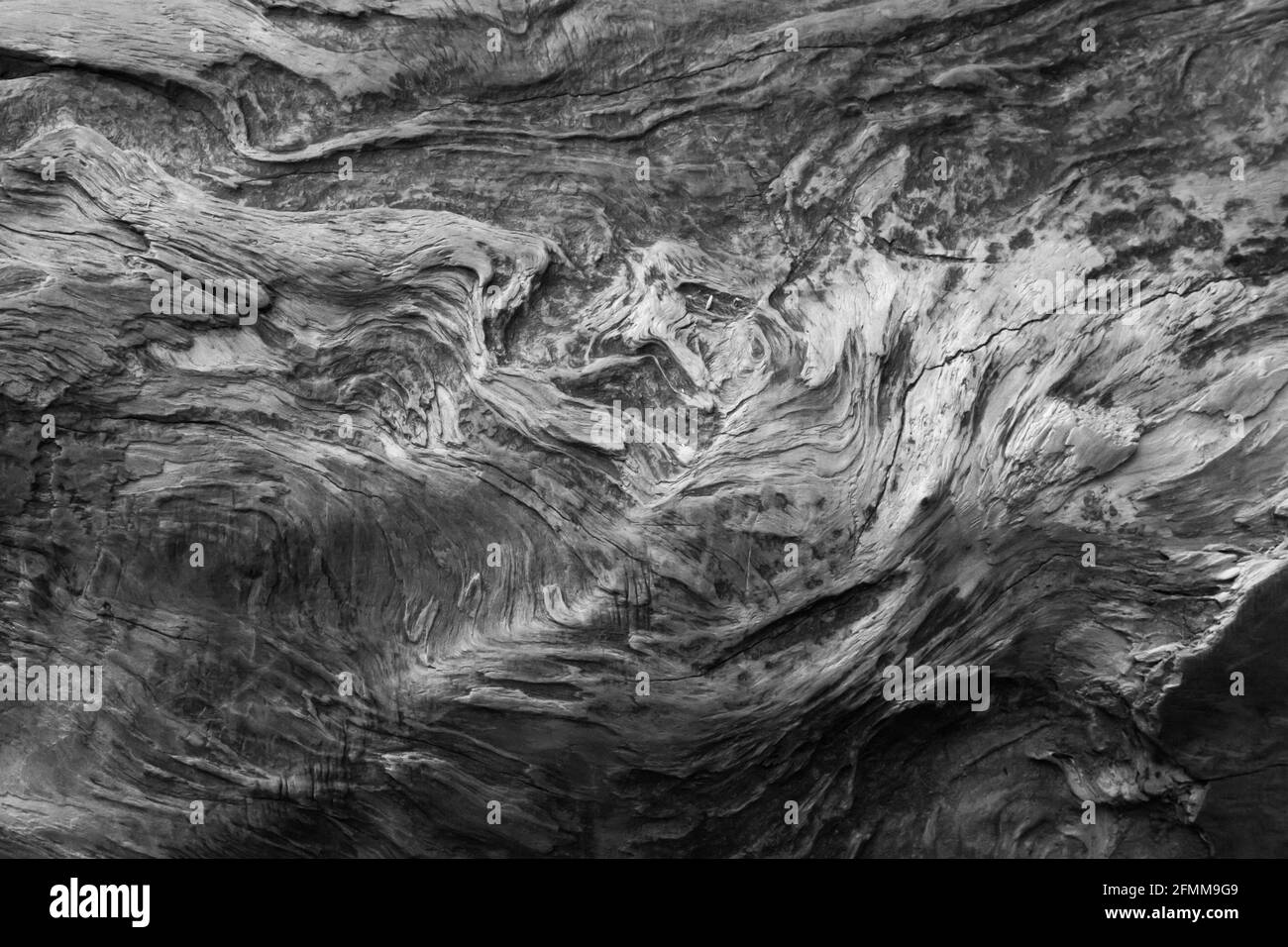 Coastal Redwood Tree Details in Black and white Stock Photo Alamy