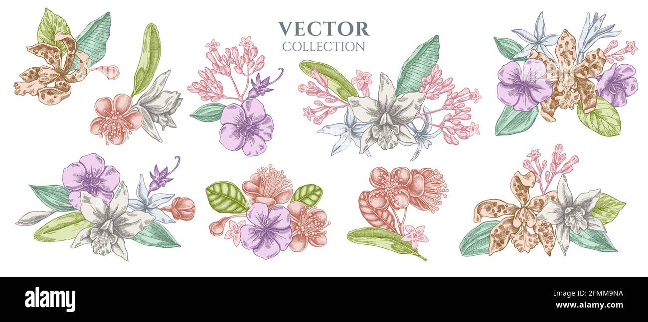 Flower bouquet of pastel laelia, feijoa flowers, glory bush, papilio torquatus, cinchona, cattleya aclandiae Stock Vector