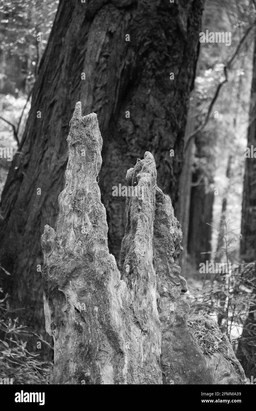 Coastal Redwood Tree Details in Black and white Stock Photo Alamy