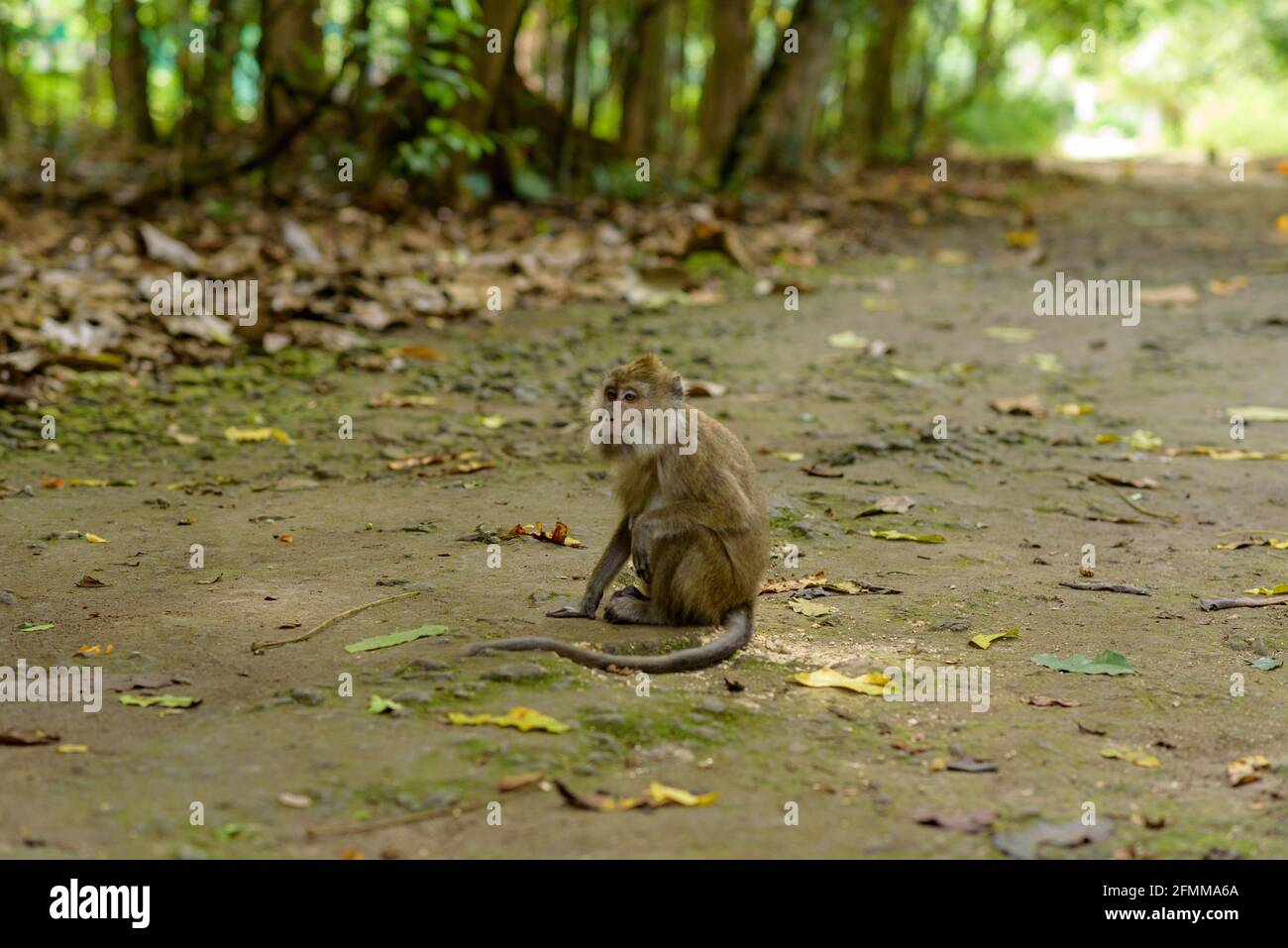Monkey in the Taman Wisata Alam Pangandaran in Java, Indonesia Stock ...