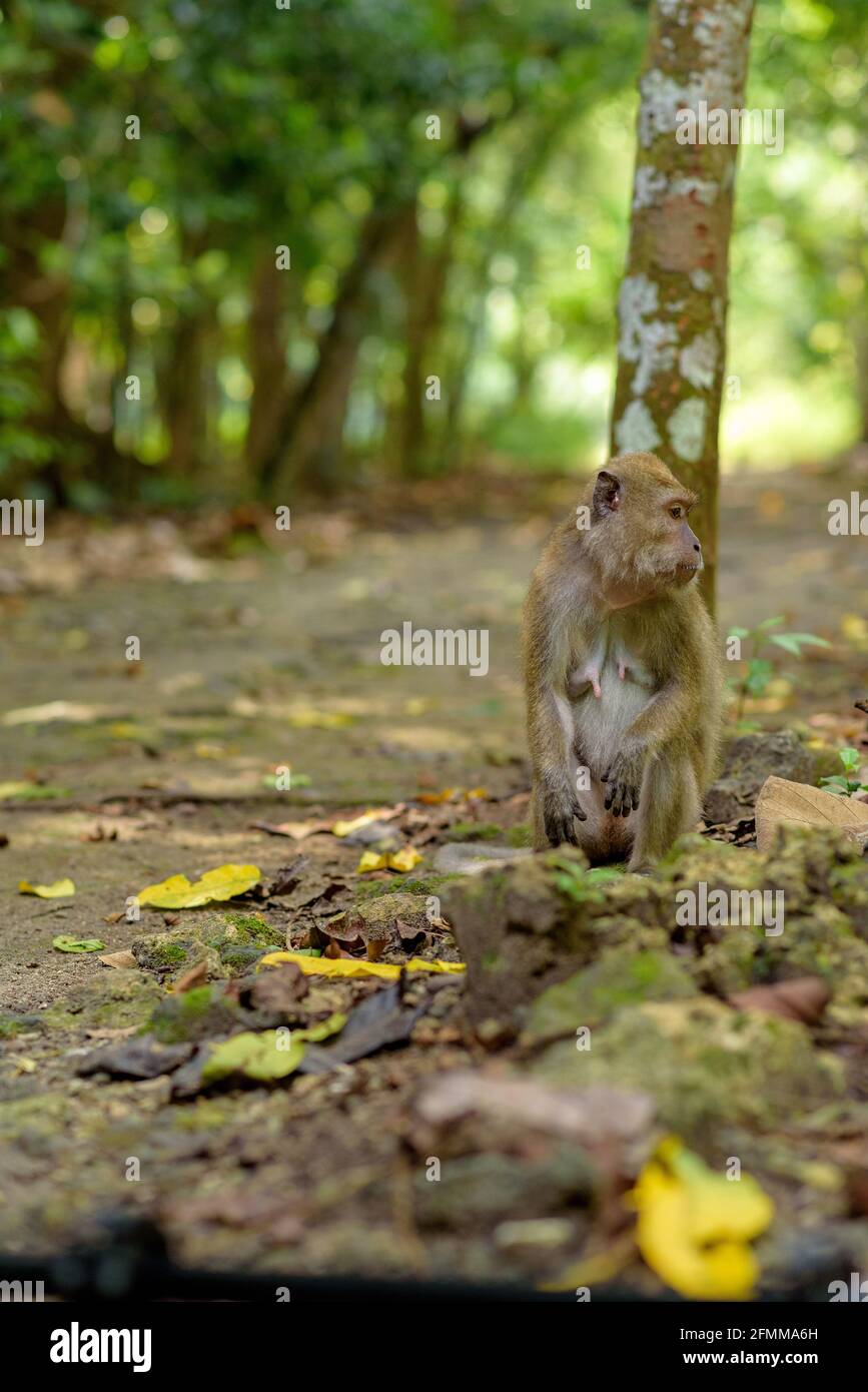 Monkey in the Taman Wisata Alam Pangandaran in Java, Indonesia Stock ...