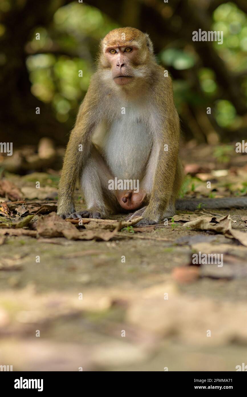 Monkey in the Taman Wisata Alam Pangandaran in Java, Indonesia Stock ...