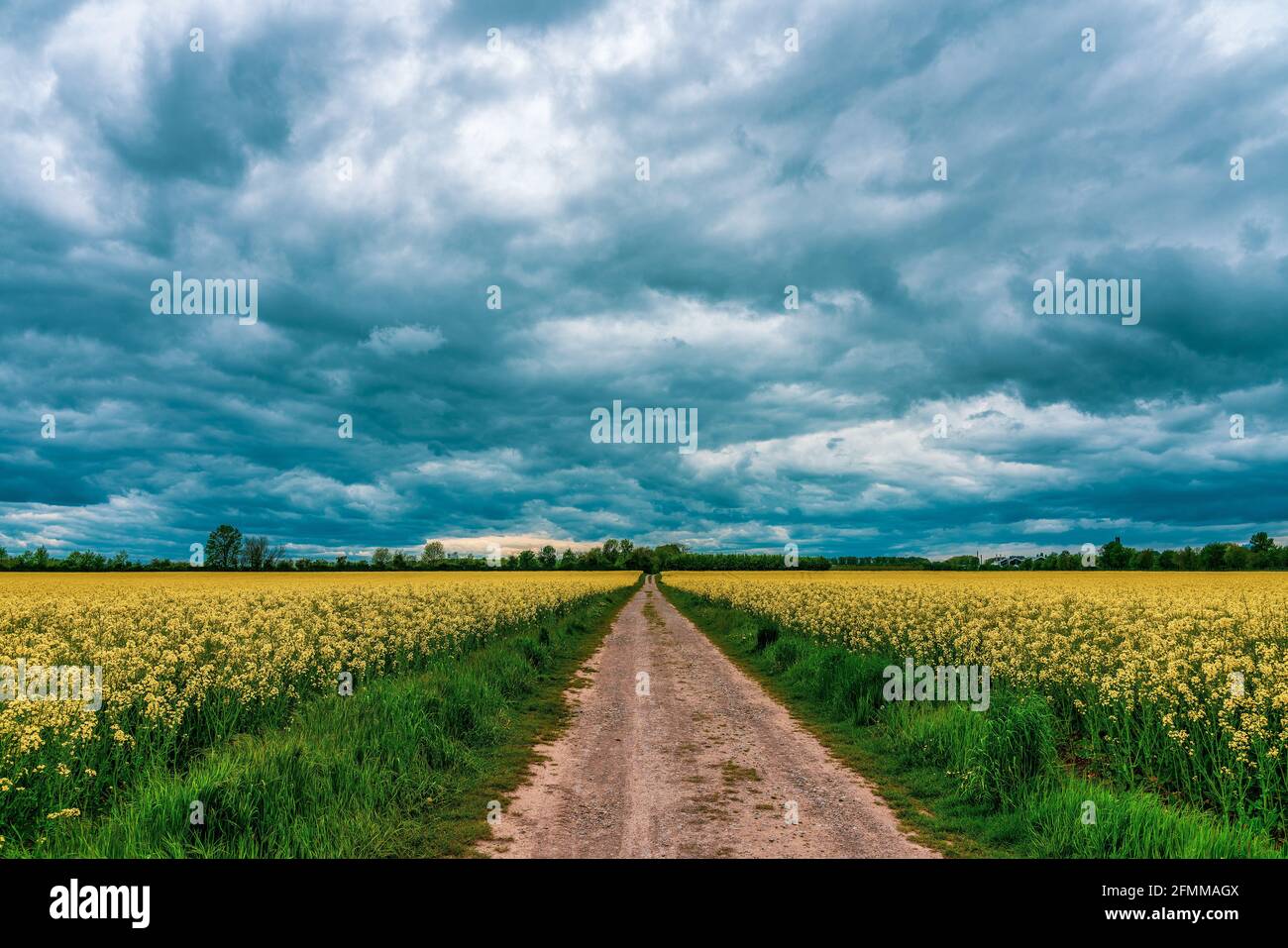 Storm clouds over rapeseed field Stock Photo - Alamy