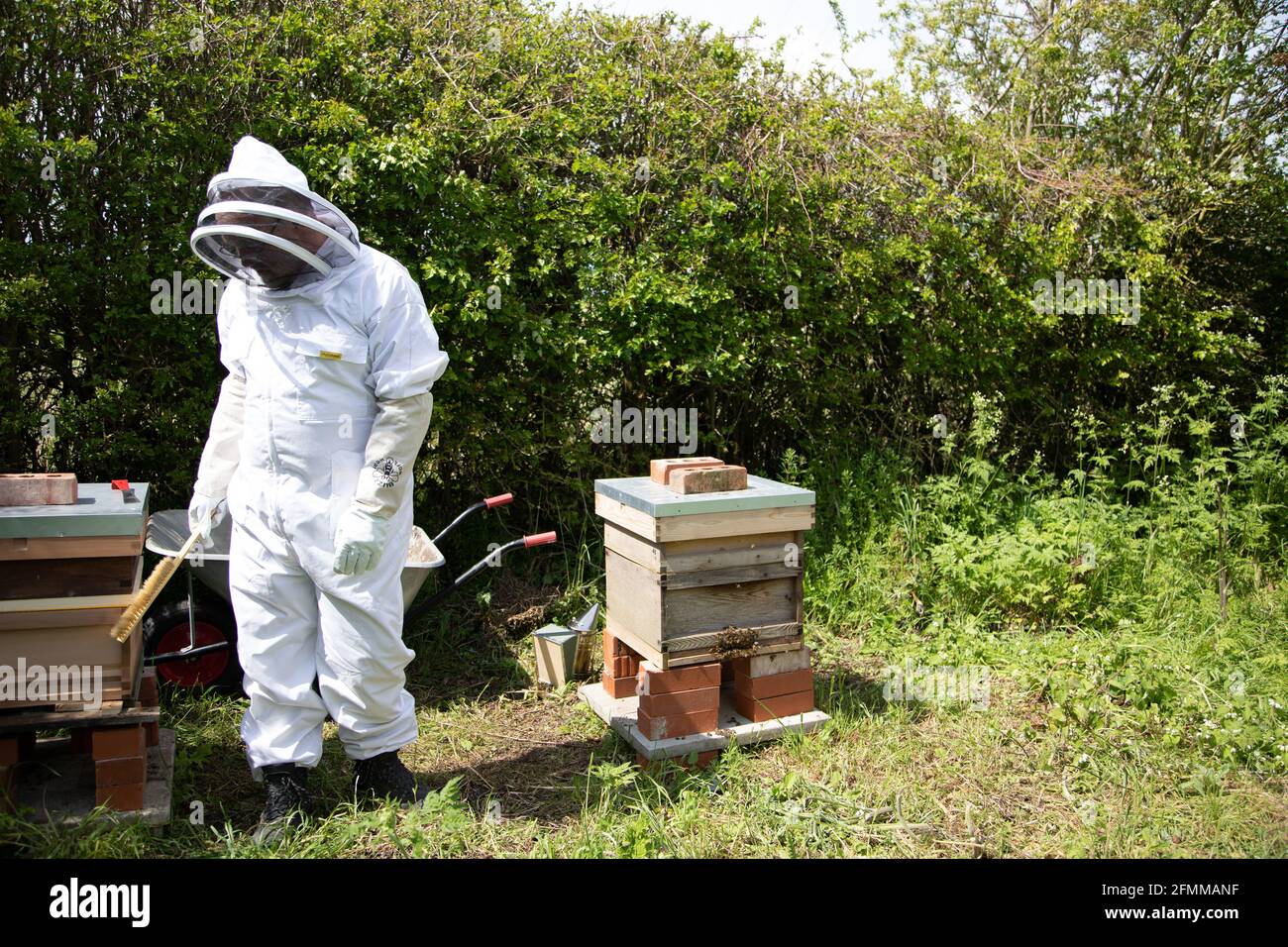 Beekeeper with bee-brush Stock Photo