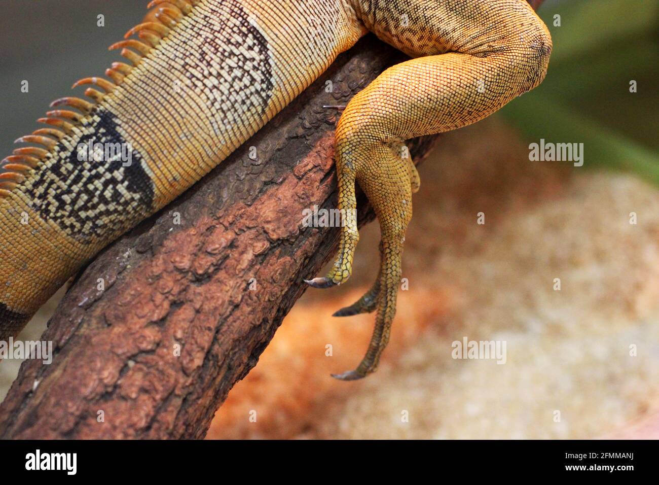Large lizard close-up. Lacertilia Stock Photo - Alamy