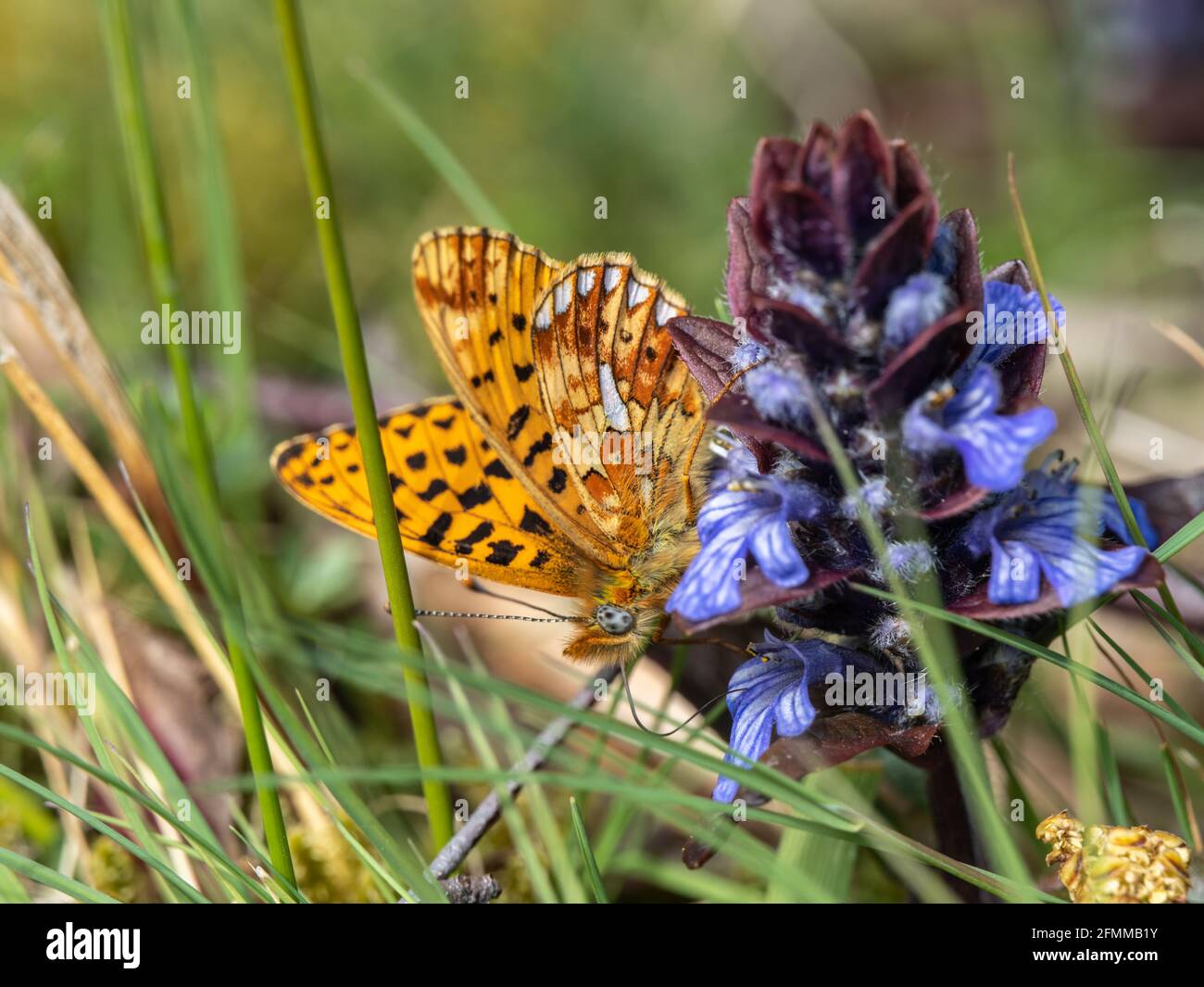 Male Pearl-boarded Fritilary on Bugle. Stock Photo