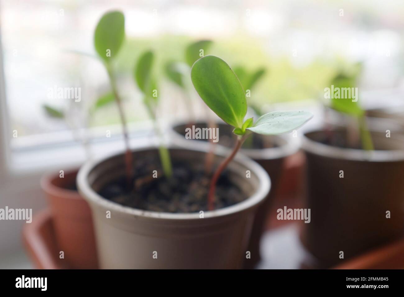 Sunflower seedlings growing on a window sill Stock Photo
