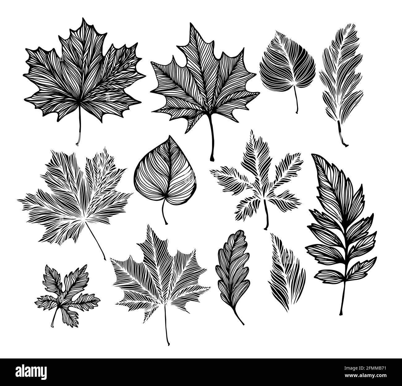 Skeletonized decorative leaves. Vector illustration Stock Vector Image ...