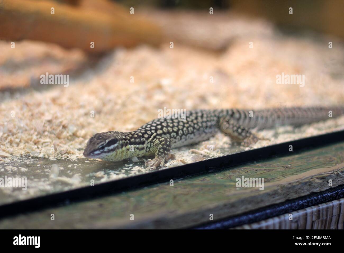 Lizard. Lizard in the aquarium Stock Photo Alamy