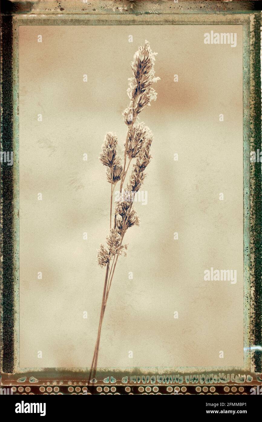 Grass cocksfoot or orchardgrass Dactylis glomerata with an old sepia film effect Stock Photo