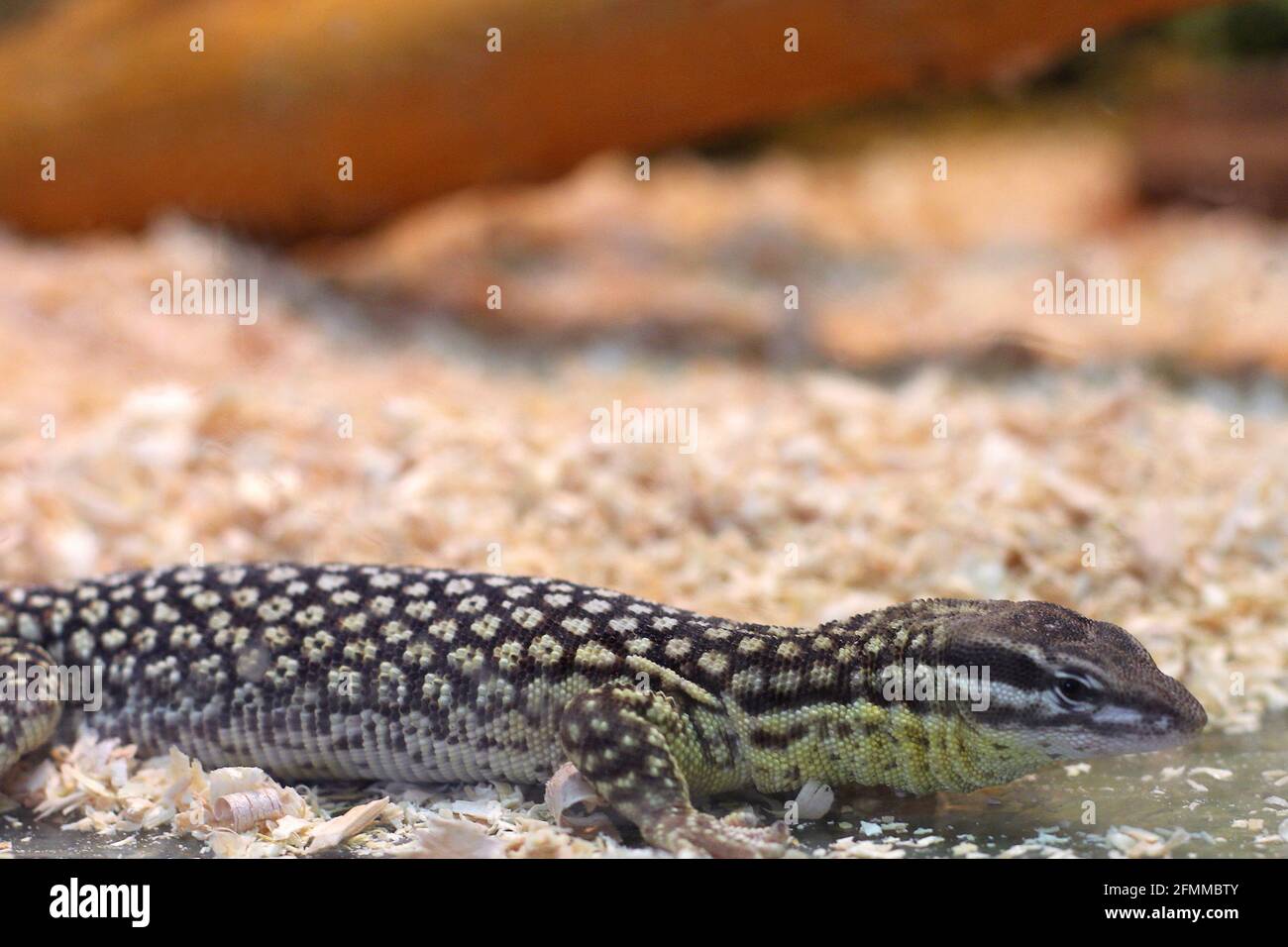 Lizard. Lizard in the aquarium Stock Photo Alamy