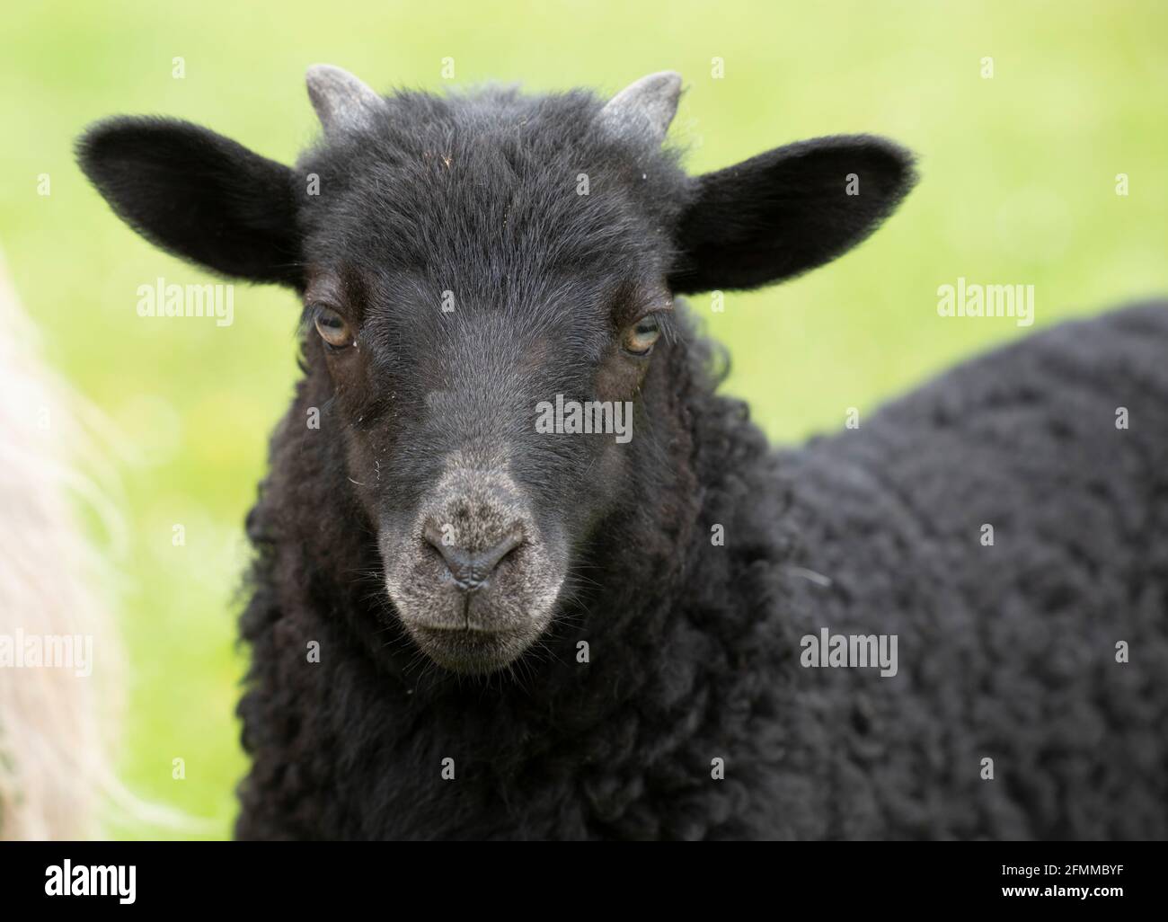 Portrait and close-up of a black lamb, a "Heidschnucke", with ...