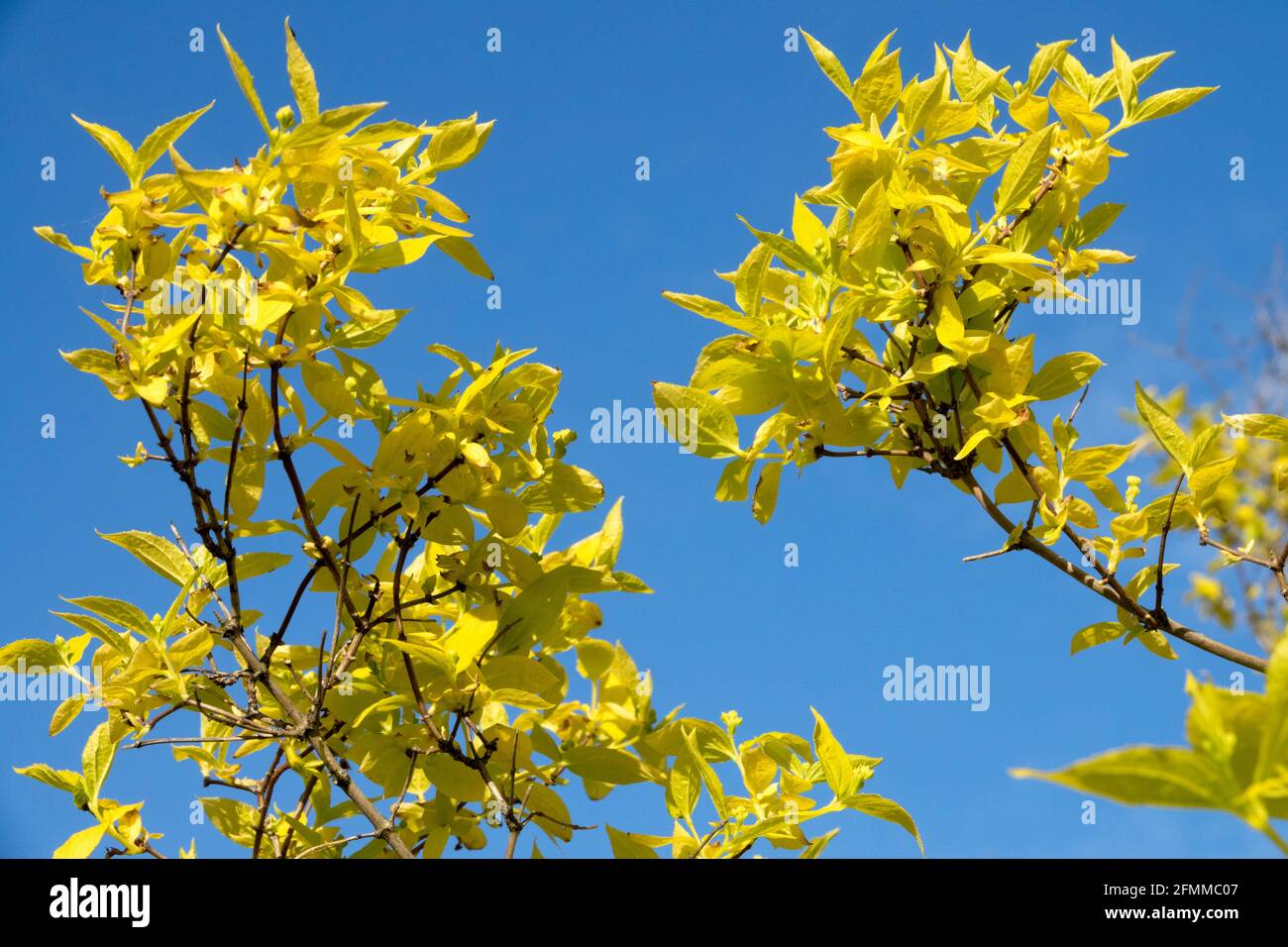 Brilliantly golden spring foliage Mock Orange shrub Philadelphus caucasicus Aureus Stock Photo