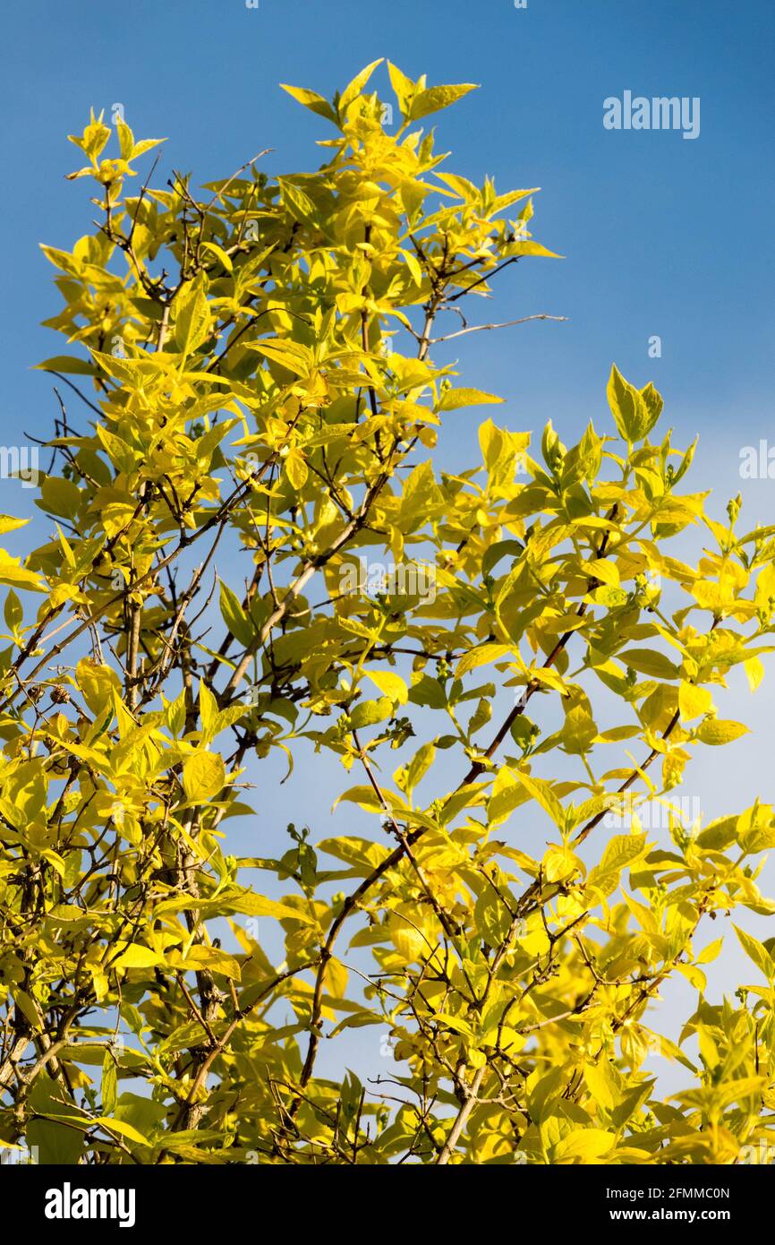 Mock Orange Philadelphus caucasicus Aureus Spring Shrub yellow leaves Stock Photo