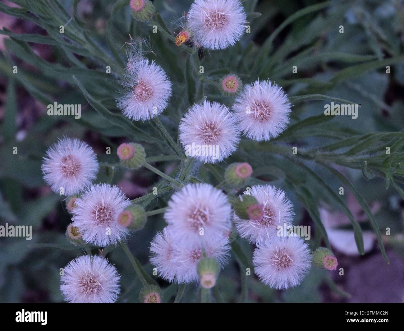 Beautiful fluffy erigeron bonariensis flowers Stock Photo