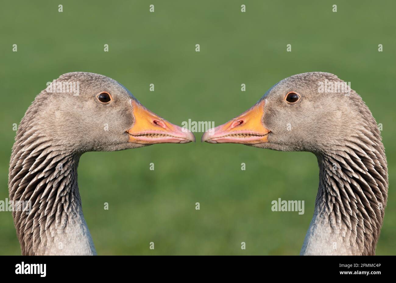 Two identical gray geese stand opposite each other and look into each ...