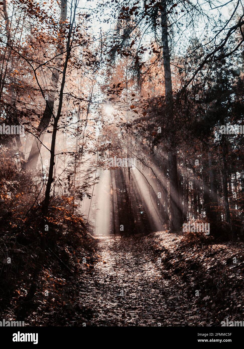 Vertical shot of light rays shining through trees in a forest Stock ...