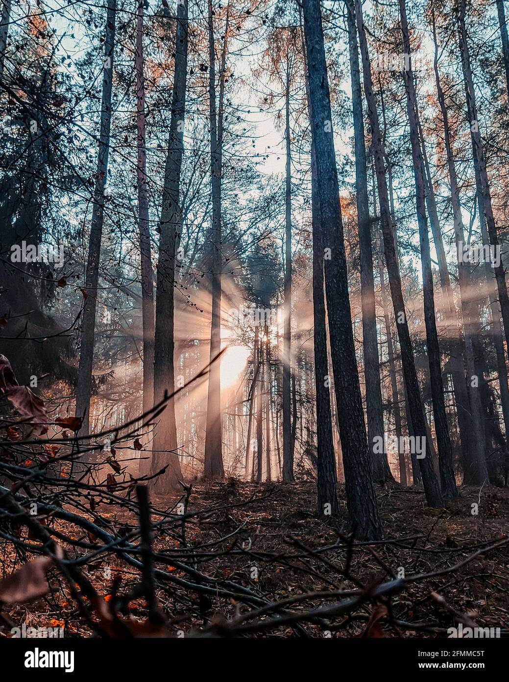 Vertical shot of light rays shining through trees in a forest Stock ...