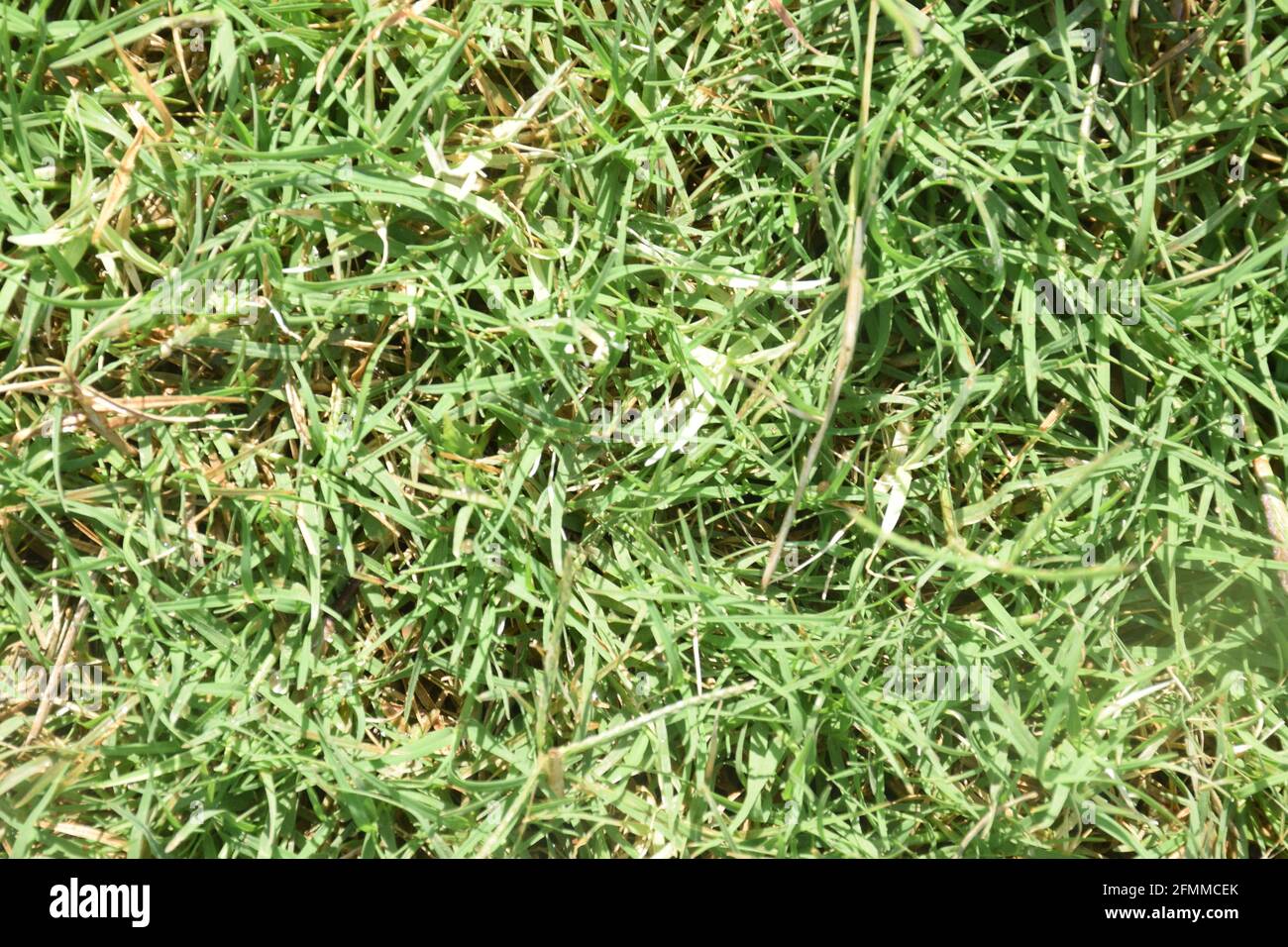 Green grass texture background Stock Photo Alamy