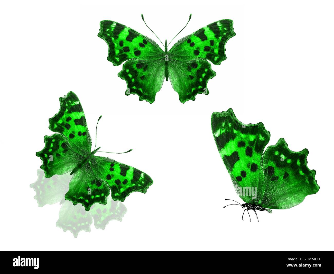 green butterflies isolated on a white background. High quality photo