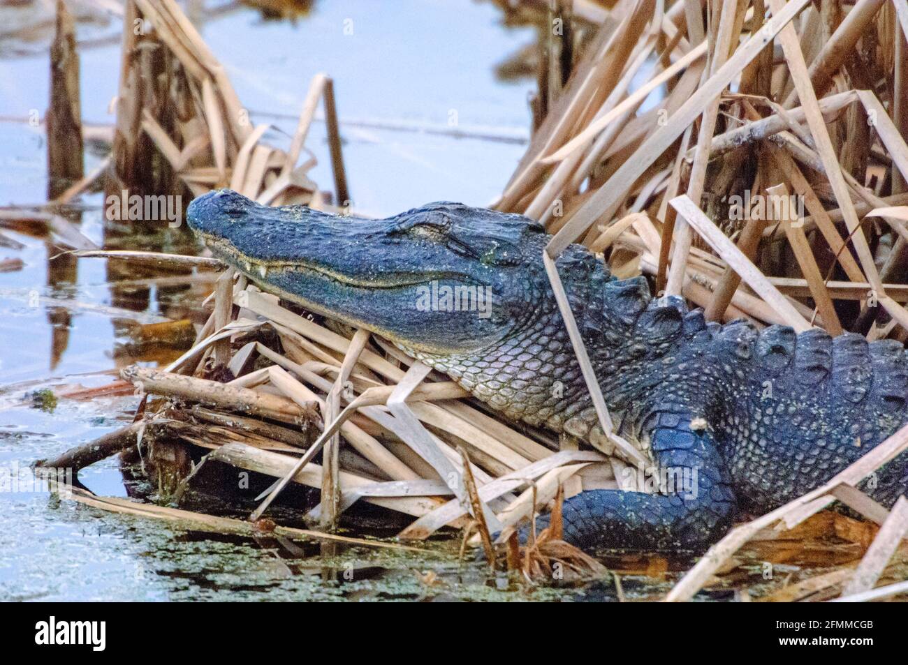 12 Foot American Alligator - Sleeping Beauty Stock Photo