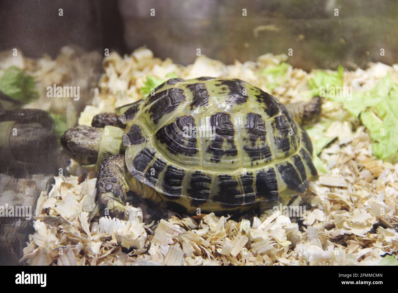 Big turtle close-up Stock Photo