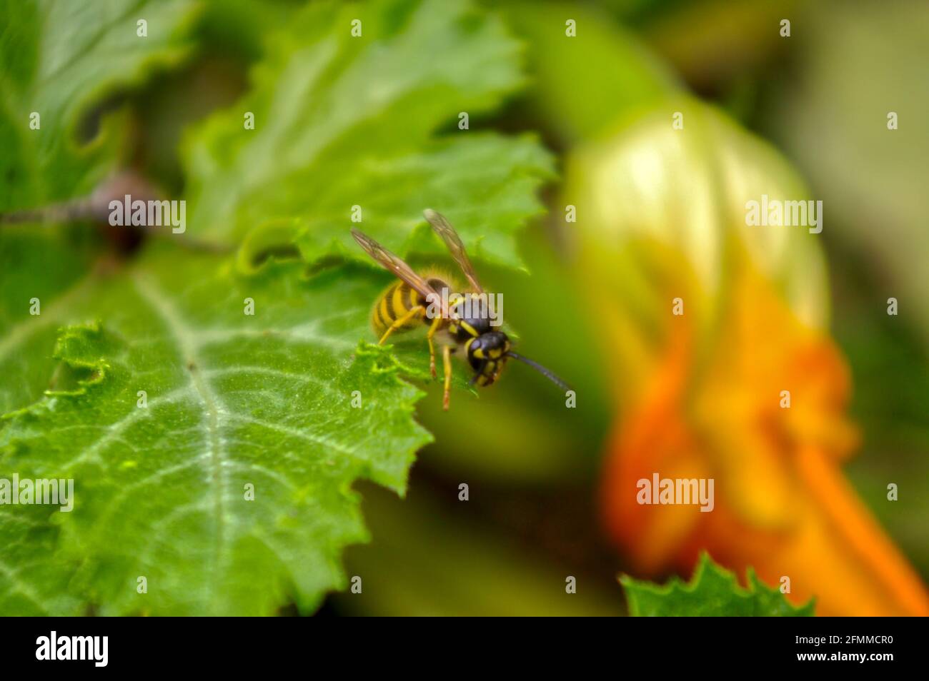 Macro shot of an Asian Hornet on a bright green leaf in the garden Stock Photo
