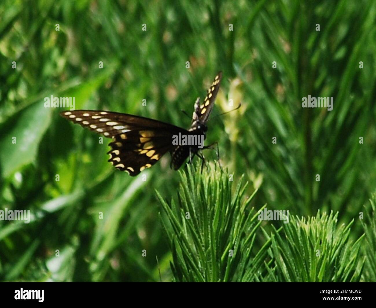 Black Swallowtail Butterfly at the Ladybird Johnson Wildflower Center in Texas Stock Photo