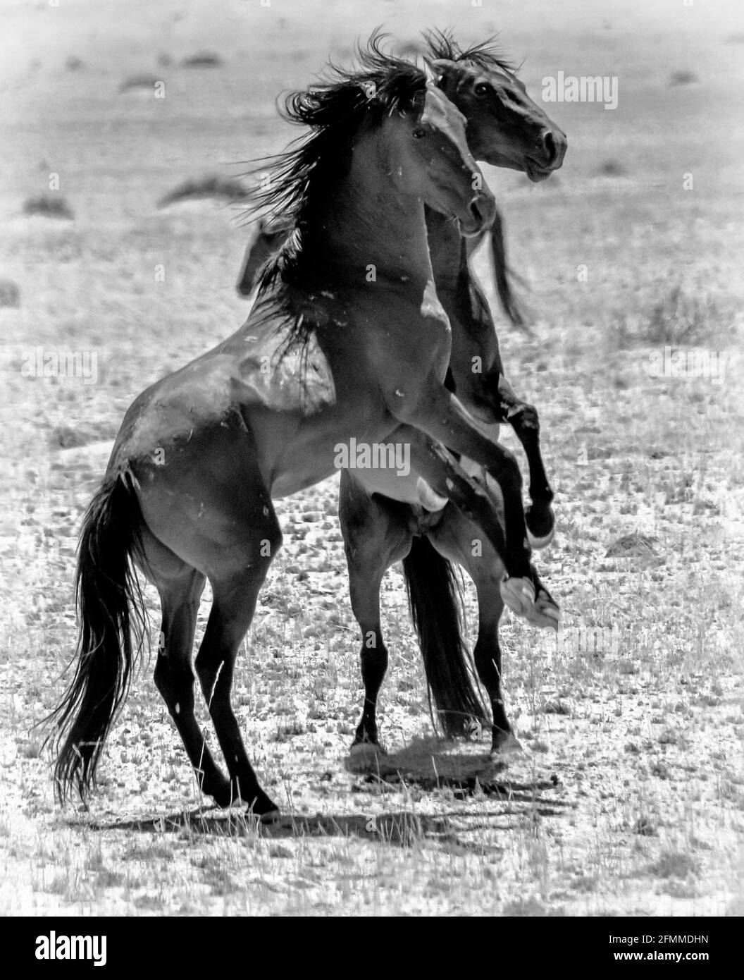 Two wild jumping horses of Garub, near the namib desert in namibia Stock Photo