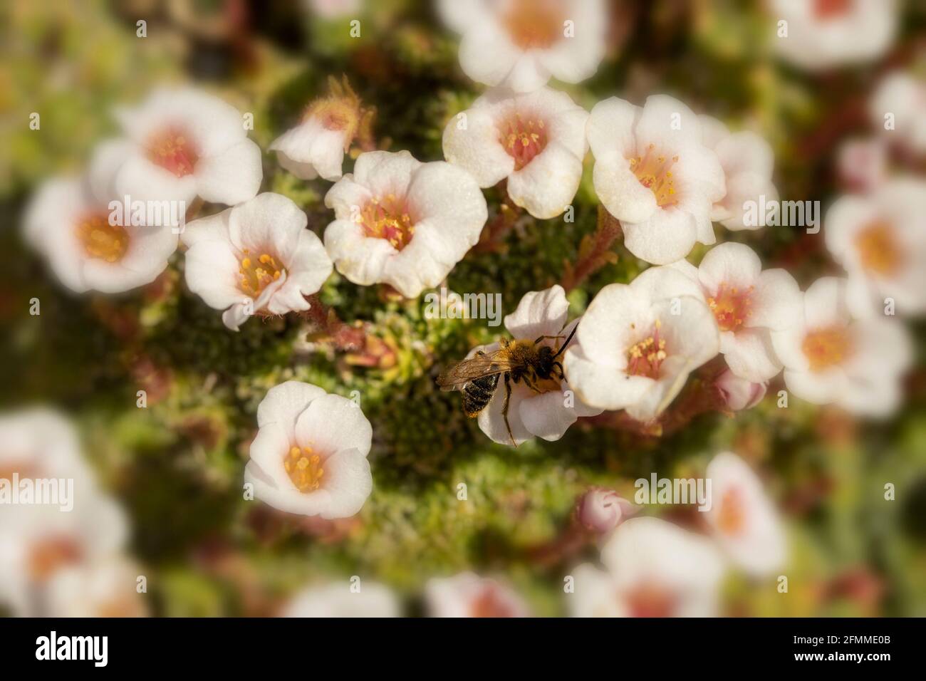 Busy bee on small white ground cover flowers Stock Photo Alamy