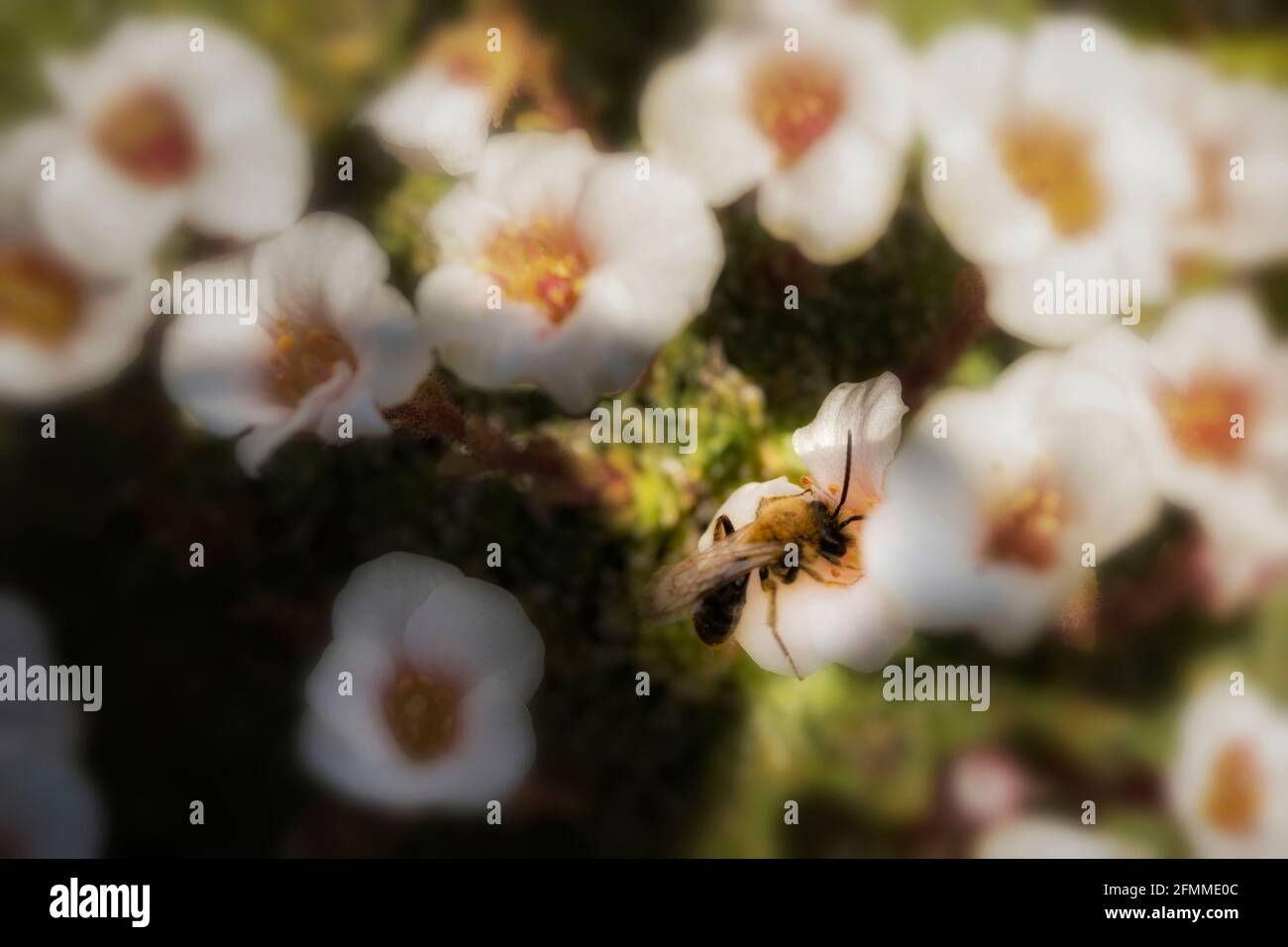 Busy bee on small white ground cover flowers Stock Photo Alamy