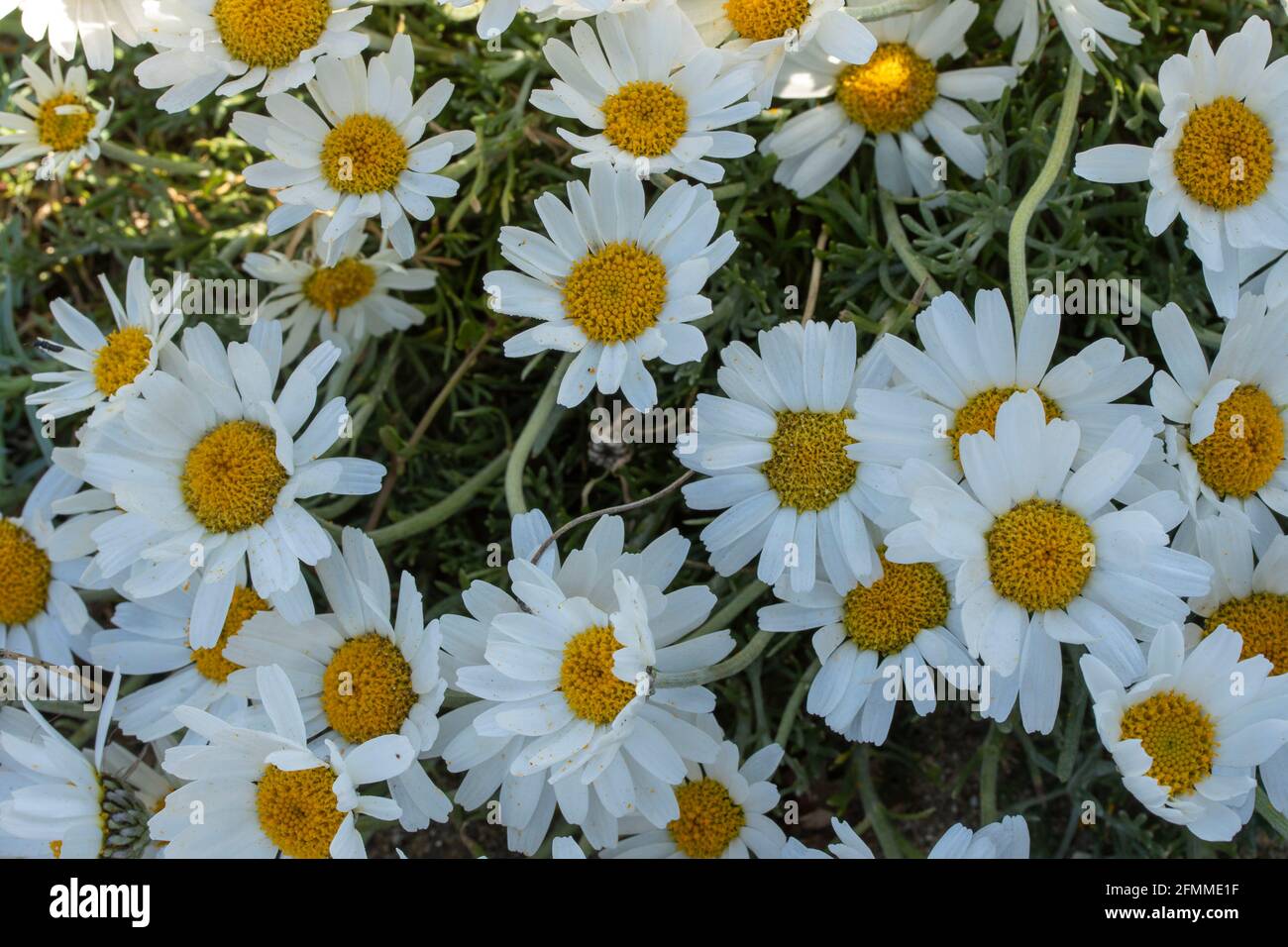 Rhodanthemum hosmariense, Moroccan daisy, flowering plant, family Asteraceae Stock Photo
