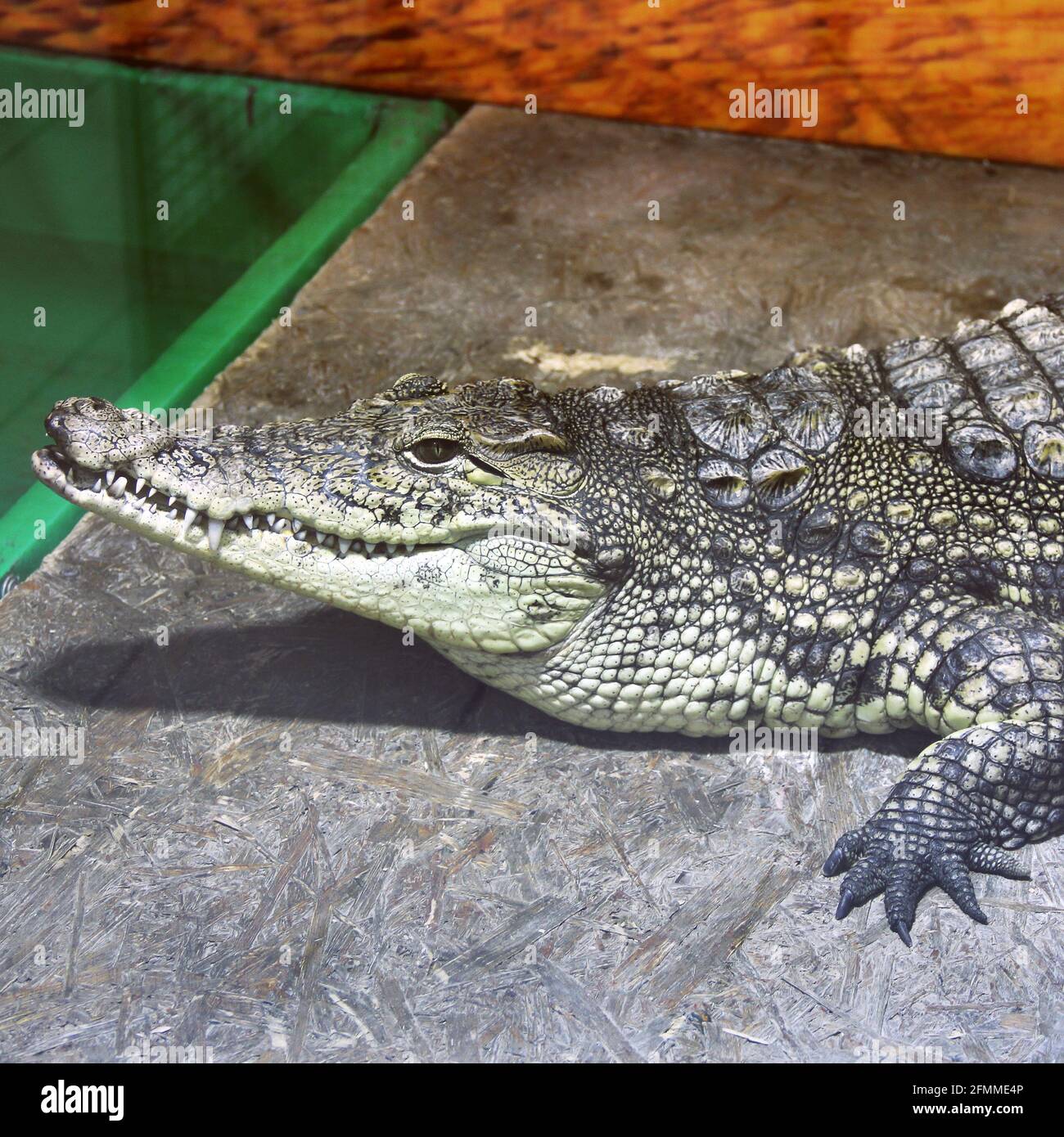 Aligator detail hi-res stock photography and images - Alamy