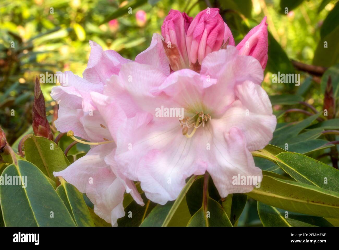 Striking Rhododendron Loderi – Venus flowers in close-up, natural plant portrait Stock Photo