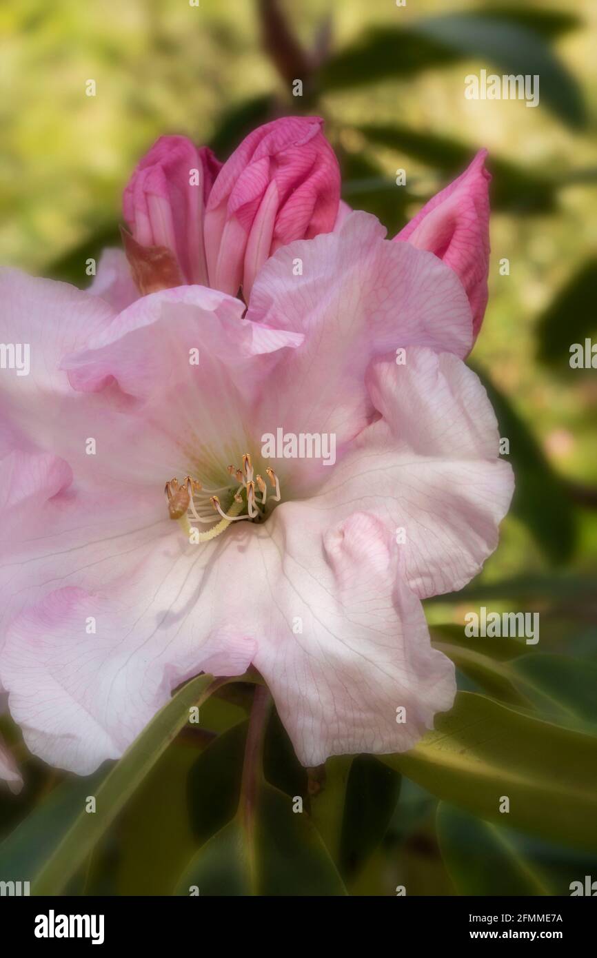 Striking Rhododendron Loderi – Venus flowers in close-up, natural plant portrait Stock Photo