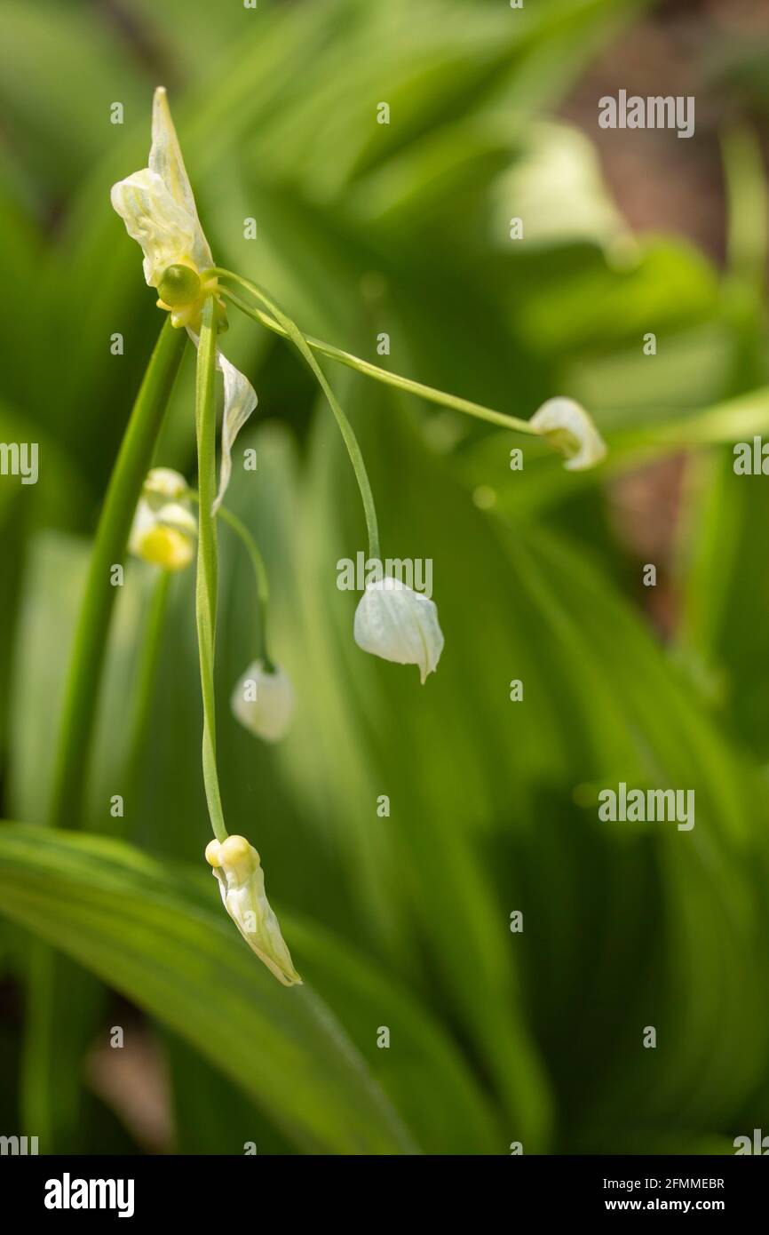 veratrum-album-leaves-and-small-white-flowers-close-up-natural-plant