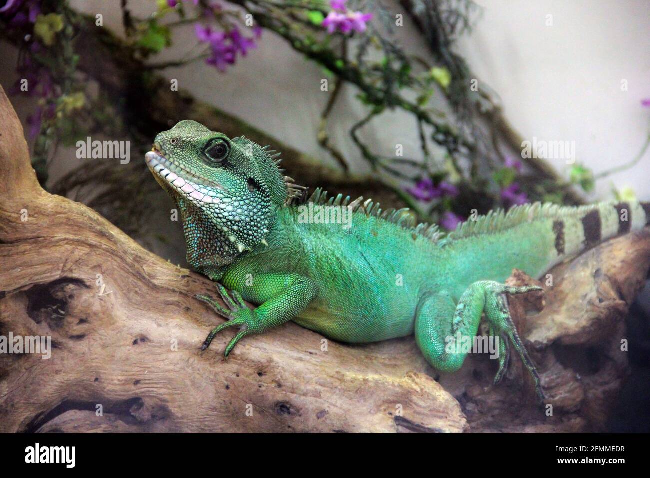 Large lizard in the terrarium Stock Photo Alamy