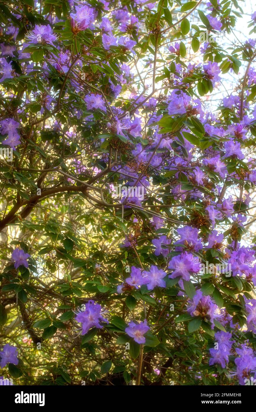 Rhododendron Augustinii hybrid, trusses of flowers and foliage in close-up Stock Photo