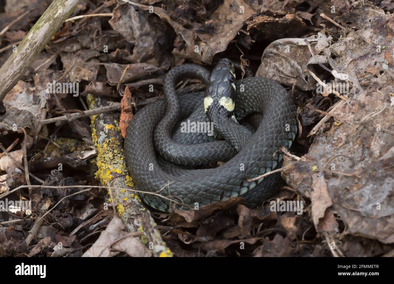 Grass snake, Natrix natrix Stock Photo